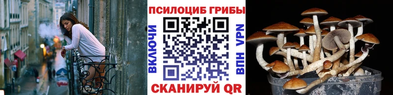 Купить  Майский  Галлюциногенные грибы GOLDEN TEACHER 